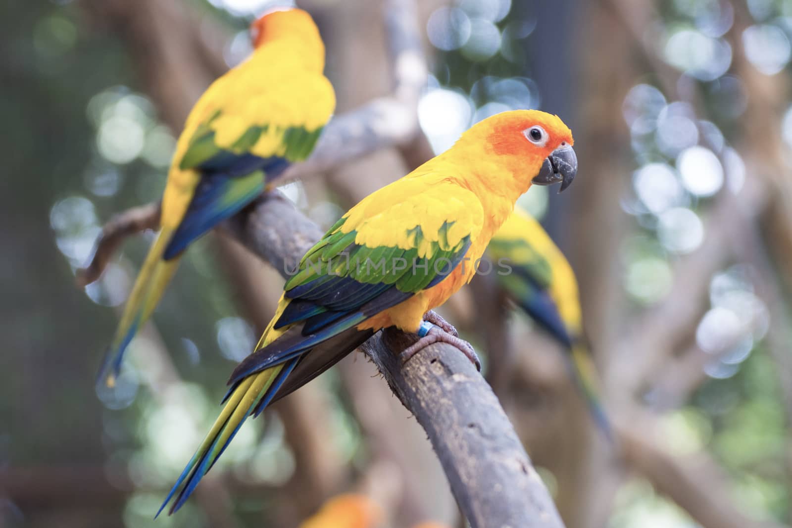 Sun Conure Parrots Beautiful Parrot on branch of tree