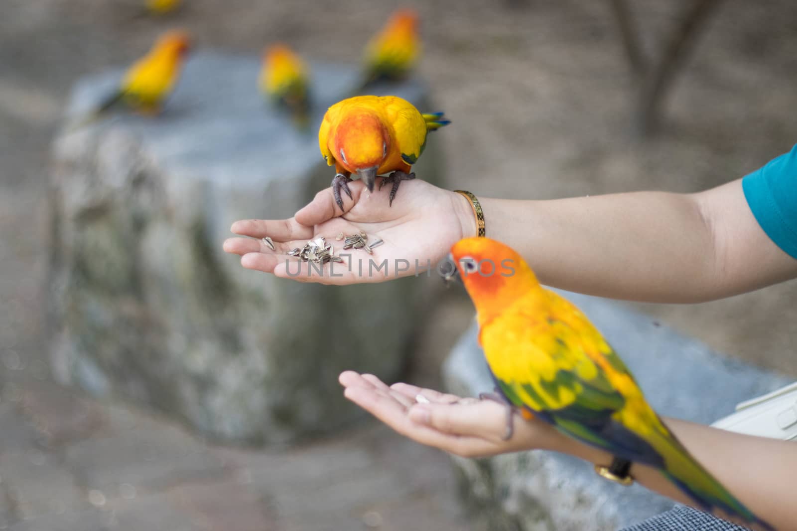 Sun Conure Parrots Beautiful Parrot eats food on hand man