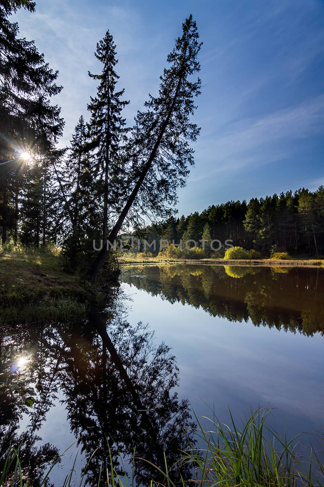 Beautiful blue sky over lake and coniferous forest. by DePo