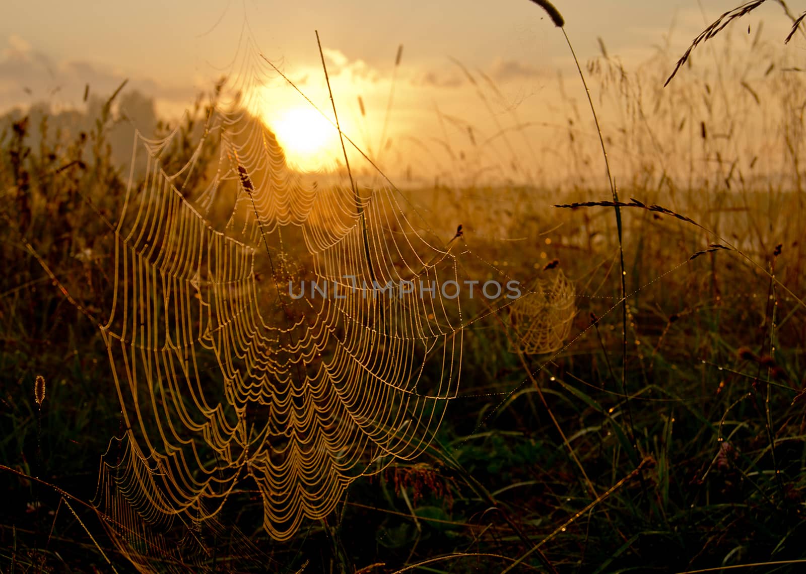 Catching a spider net in the grass against the sunset. Beautiful nature in the field and the web.