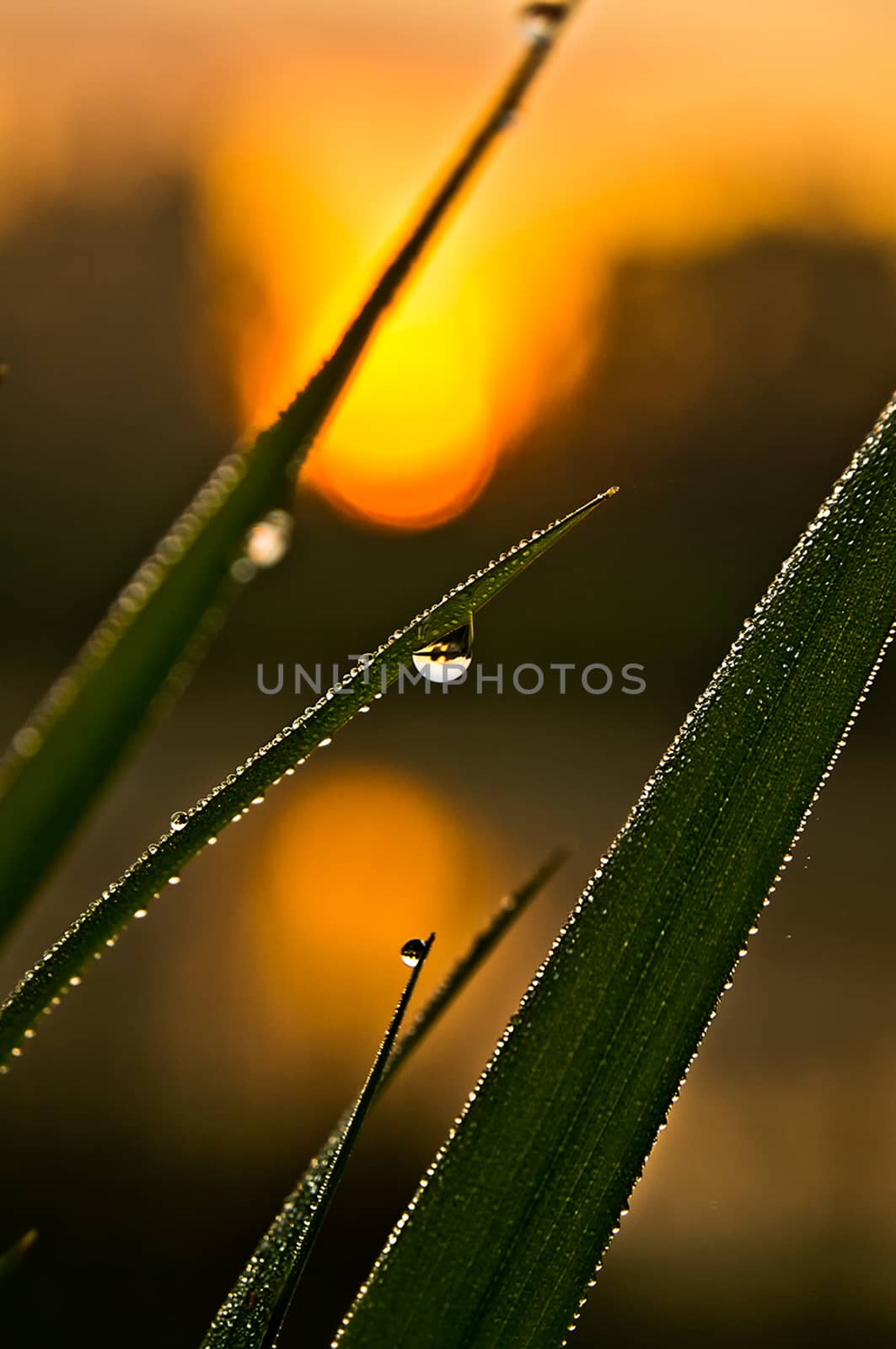 Drops of water on leaves of grass. Dew on green grass. by DePo