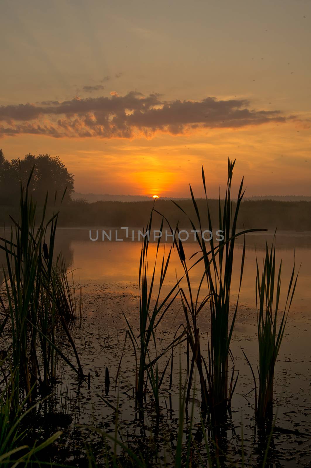 Lake at sunset, coastal grass and trees. light of the sunset above the water. by DePo