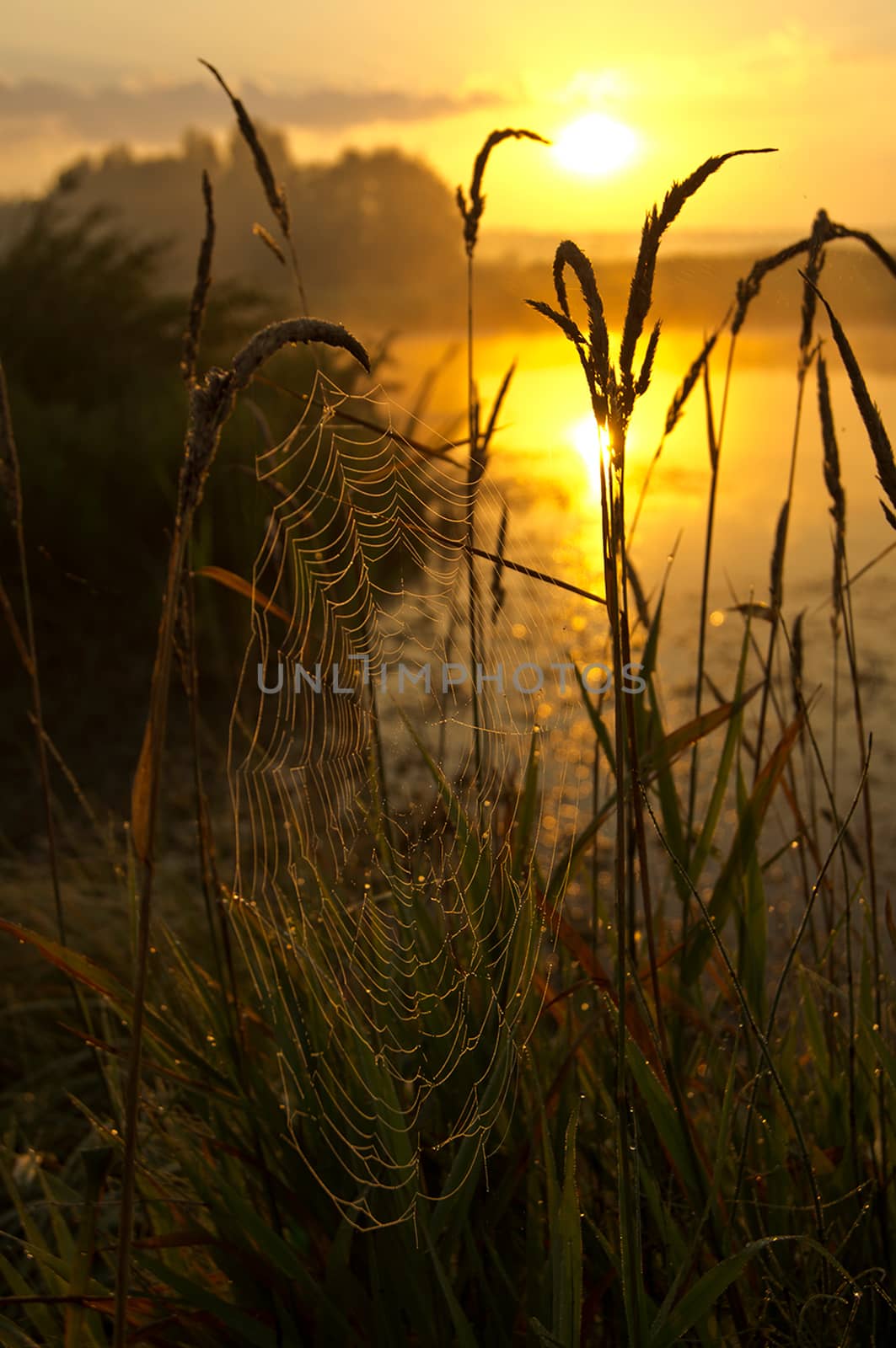 Lake at sunset, coastal grass and trees. light of the sunset above the water. by DePo