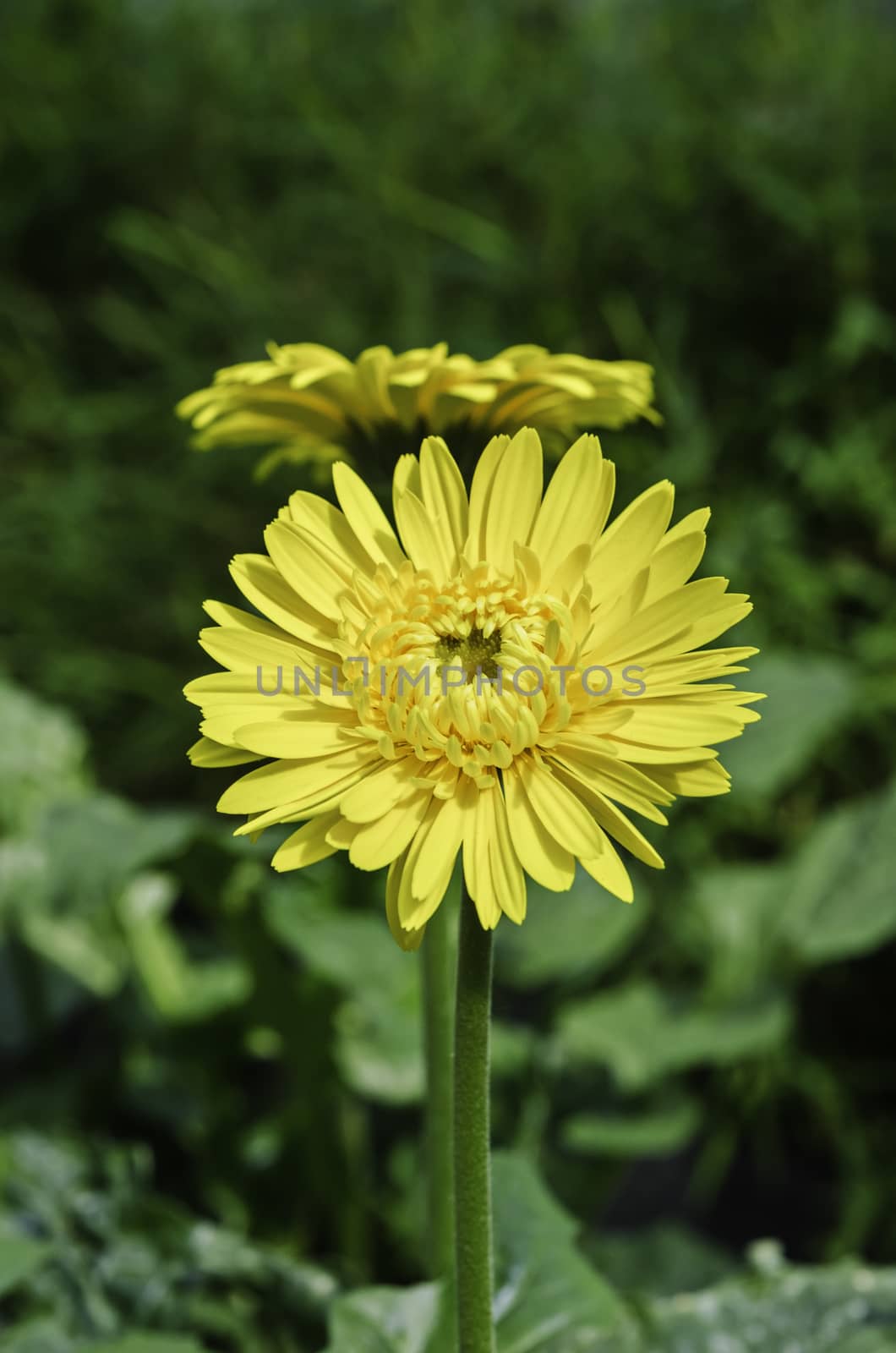 Closeup shot of blooming yellow chrysanthemum flower on nature.