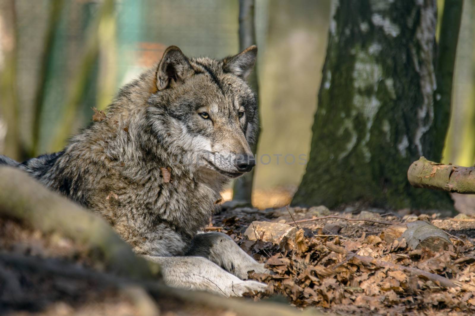 Gray wolf chill and hides in the green leaves forest by mario_plechaty_photography