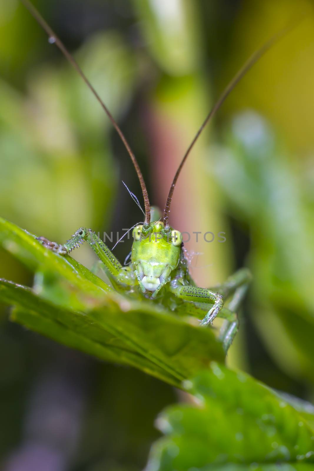 grasshopper at green goosberry bush in my season garden