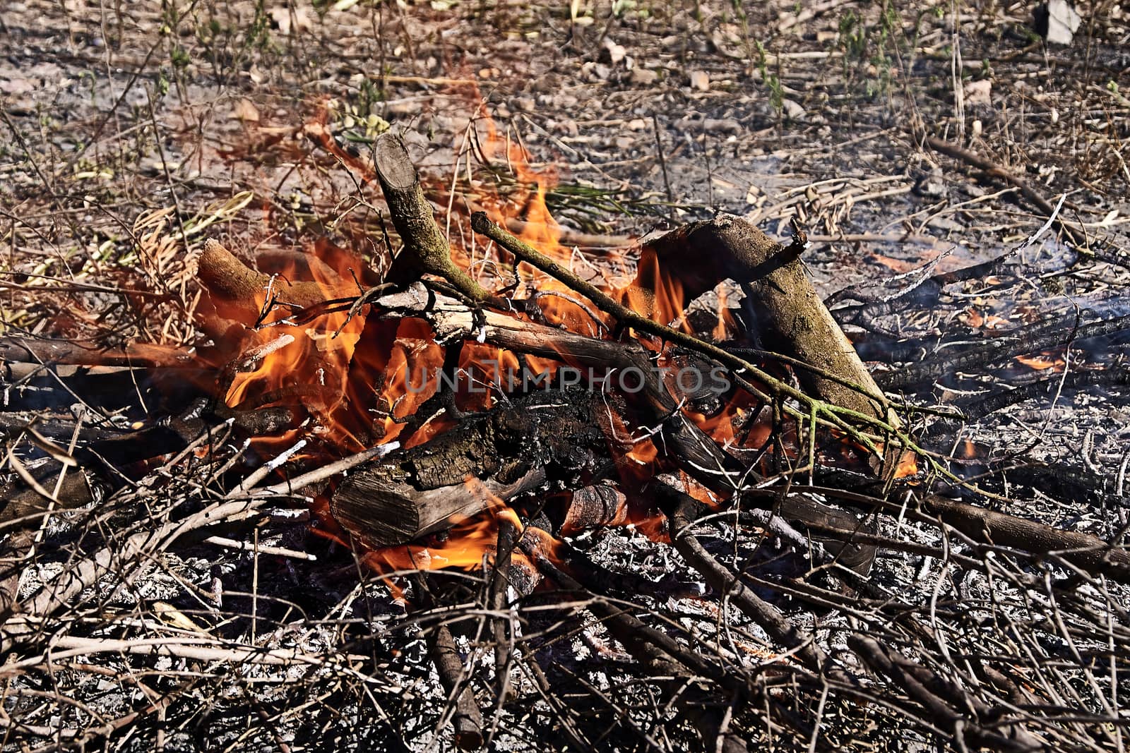 Bonfire in the bush on a sunny day, fire, wood, outdoors