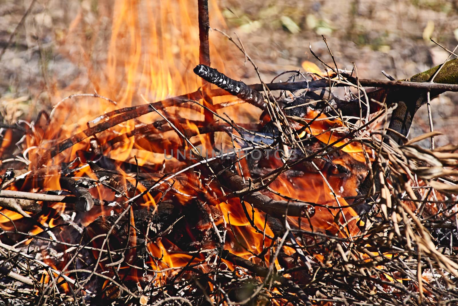 Bonfire in the bush on a sunny day by raul_ruiz