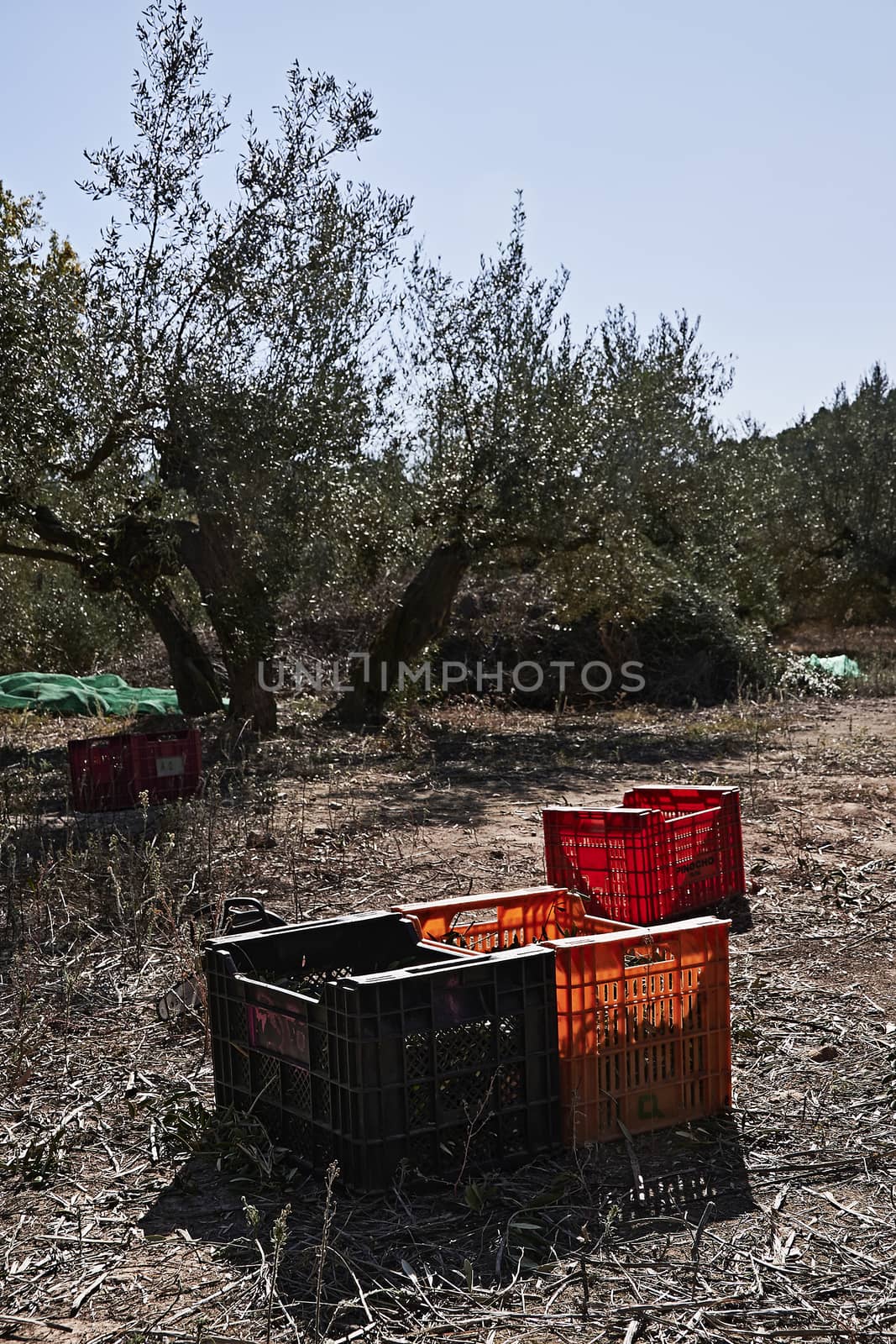 Olive fields prepared for the harvest, olives, sunny day, traditional agriculture, crates, handsaw