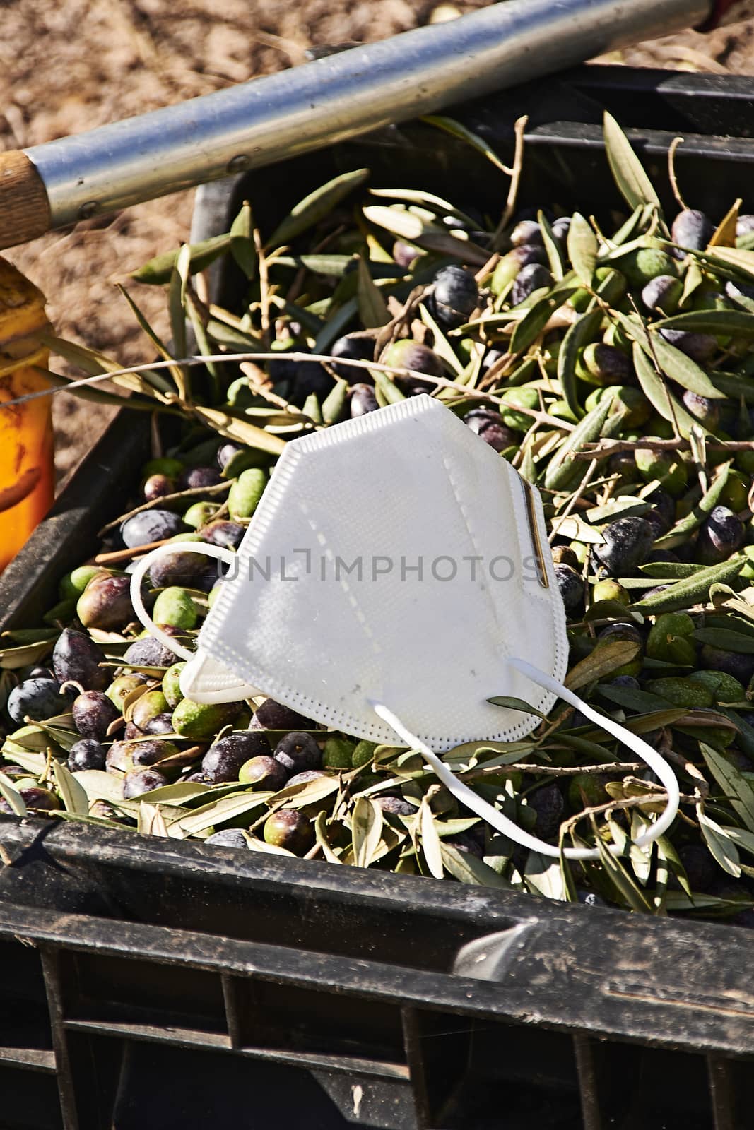 Mask, on olives collected in a drawer, Covid 19, protection, agriculture, pandemic