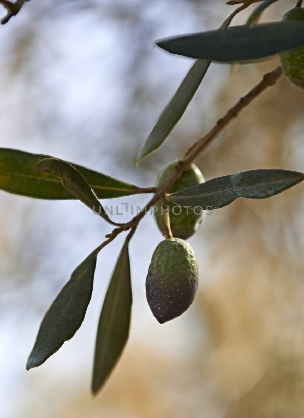 Details of olive branch with leaves, macro photography, olives