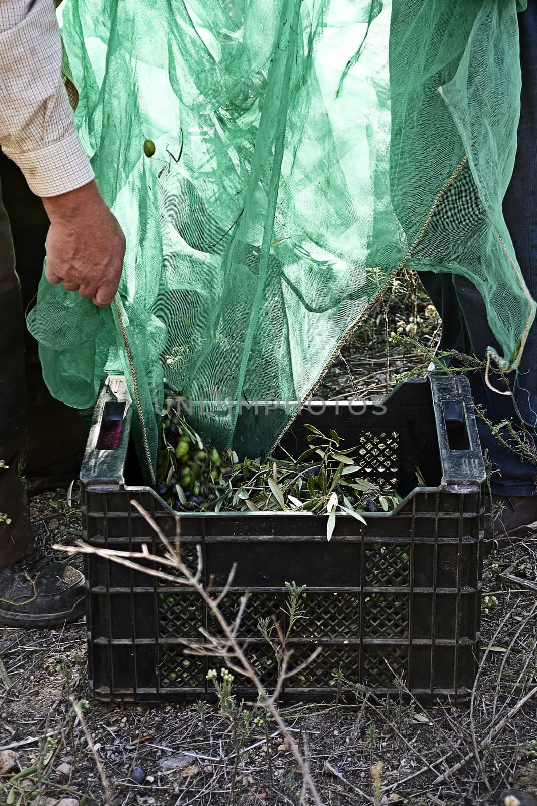 Olives falling into a drawer from a blanket, details, traditional agriculture