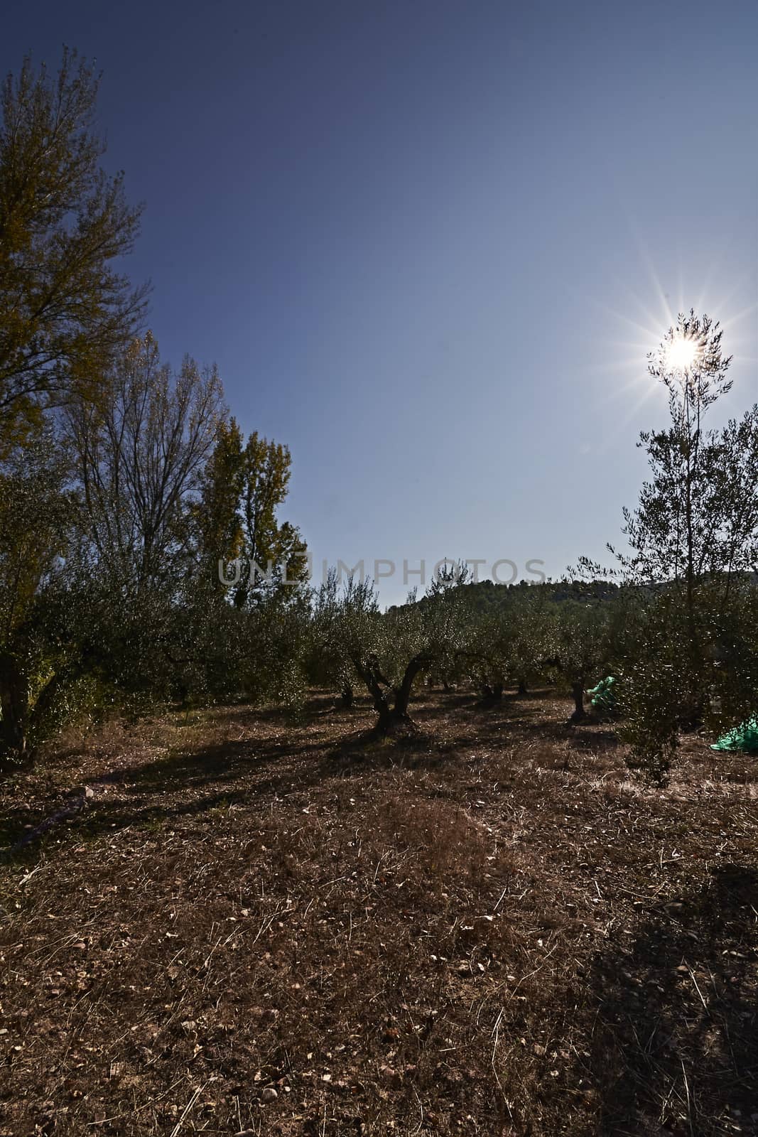 Olive fields prepared for the harvest, olives, sunny day, traditional agriculture