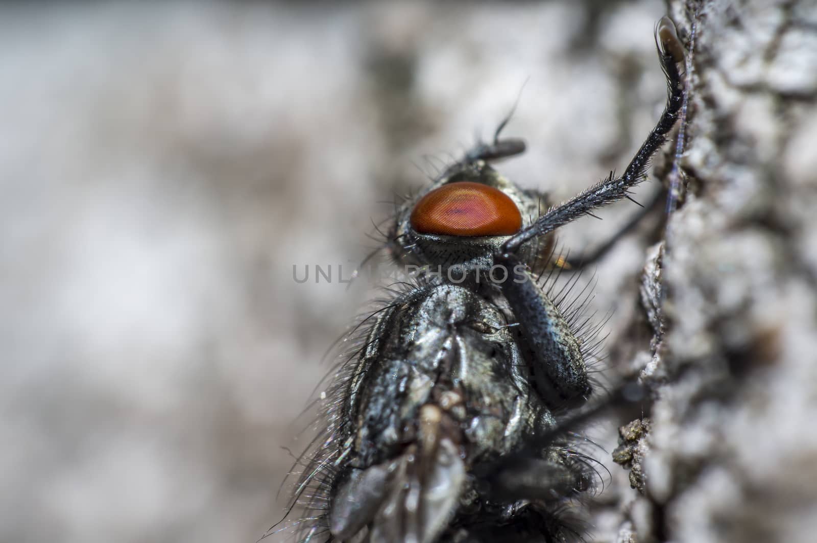small meat fly on the wall