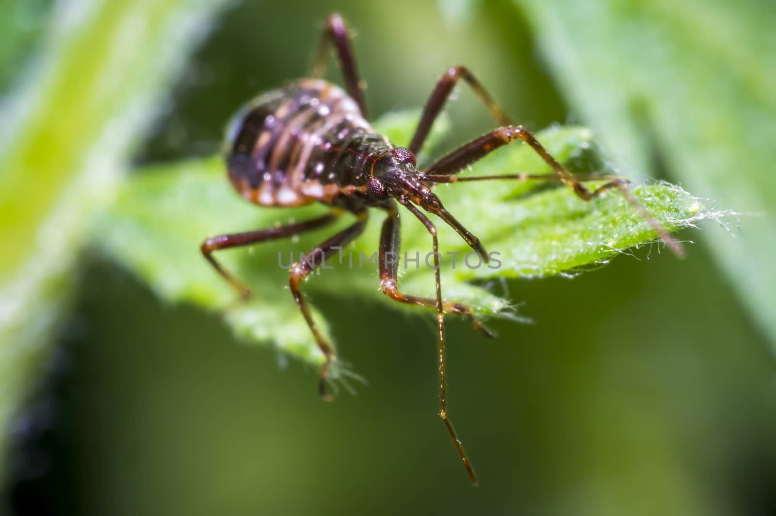 small larva of a bug on green nettle leaf in nature forest