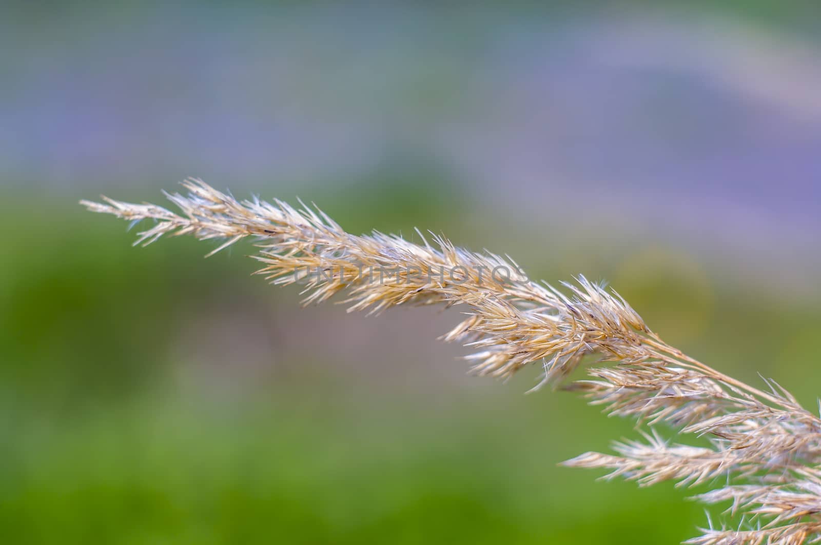 old reed from last year
