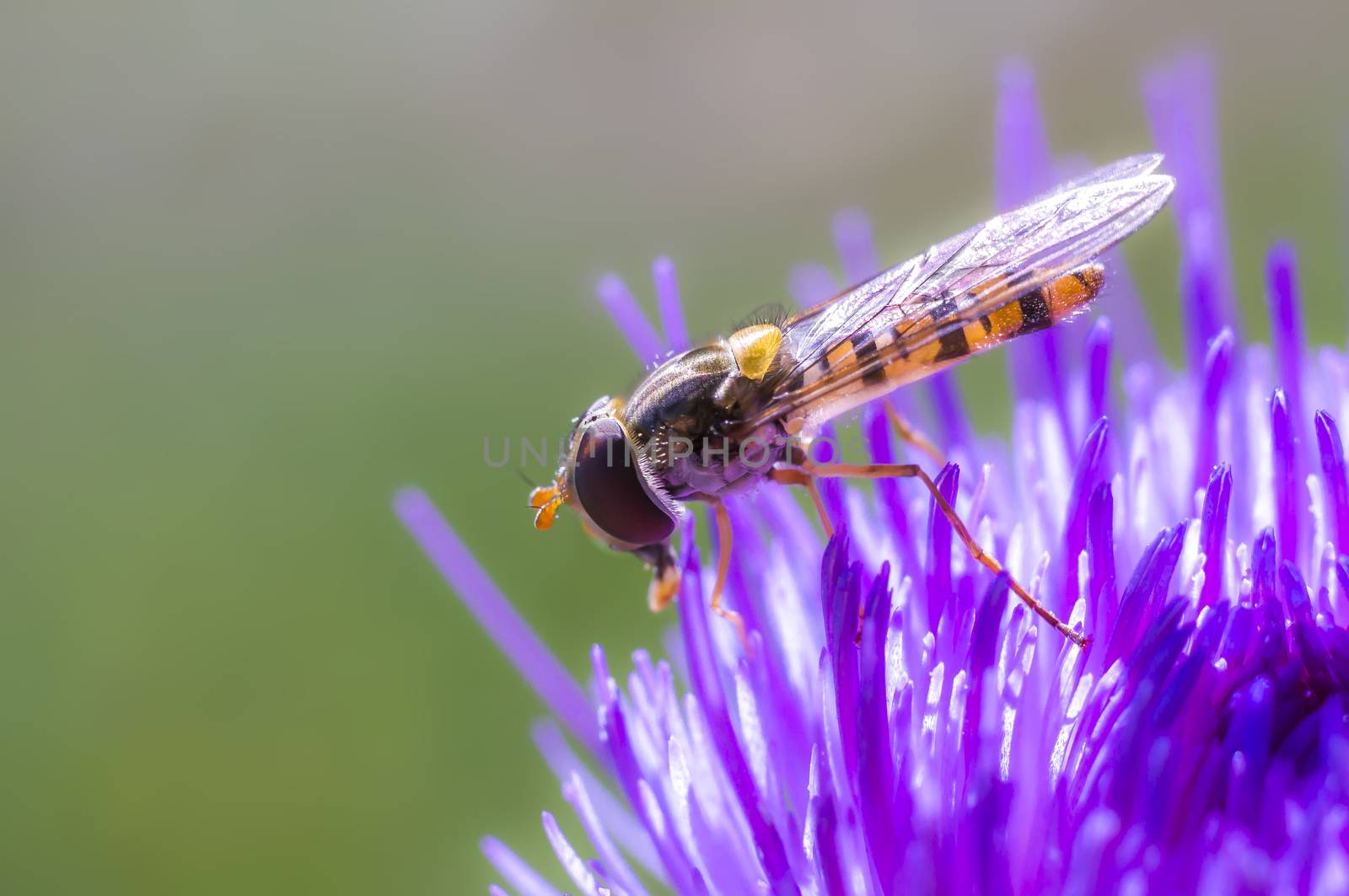 Hoverfly at colorfull Blossom in spring meadow