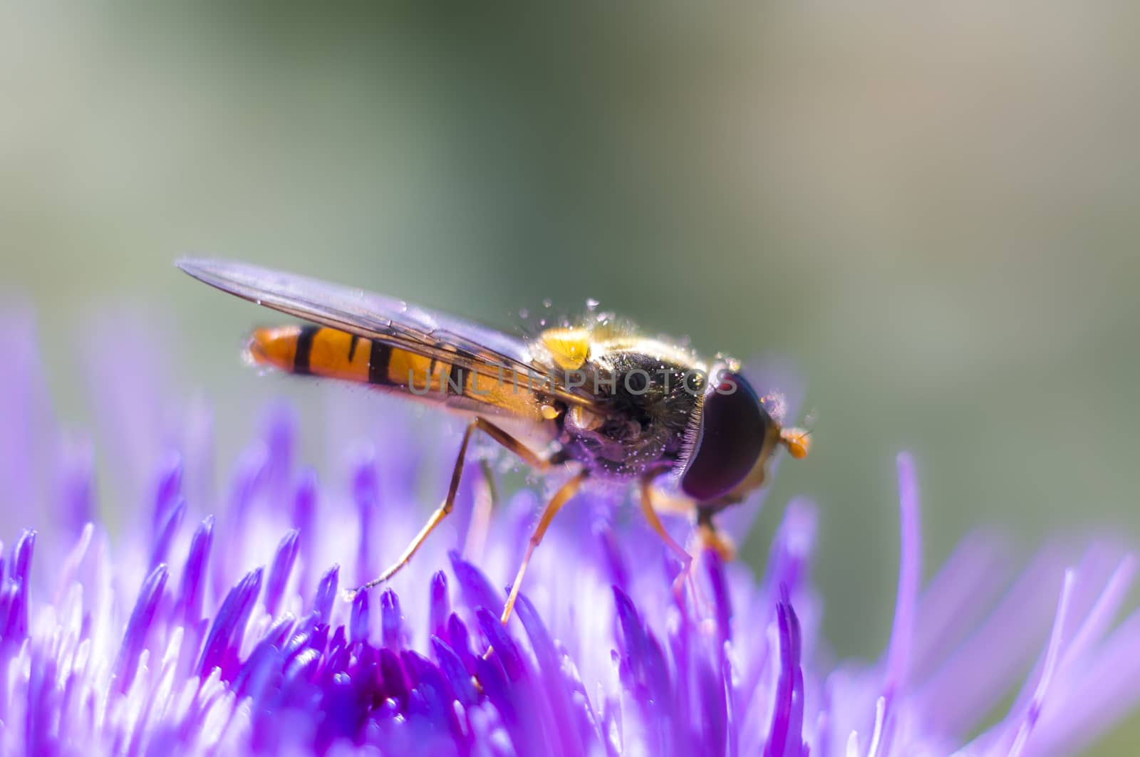 Hoverfly at colorfull Blossom in spring meadow