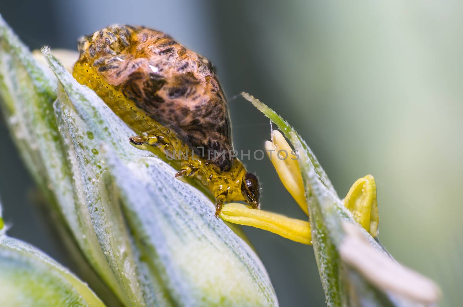 Thick grain pest caterpillar plague on wheat stalk