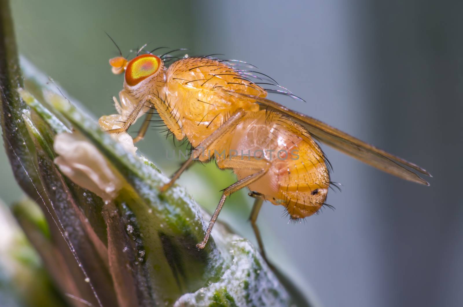 fruit fly on a blade of grass in the meadow