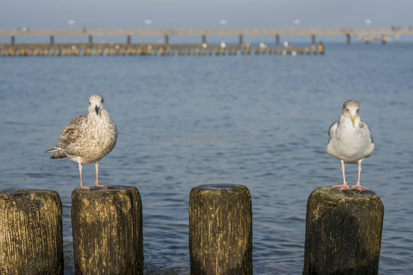 Seagull on a stage at the baltic sea beach