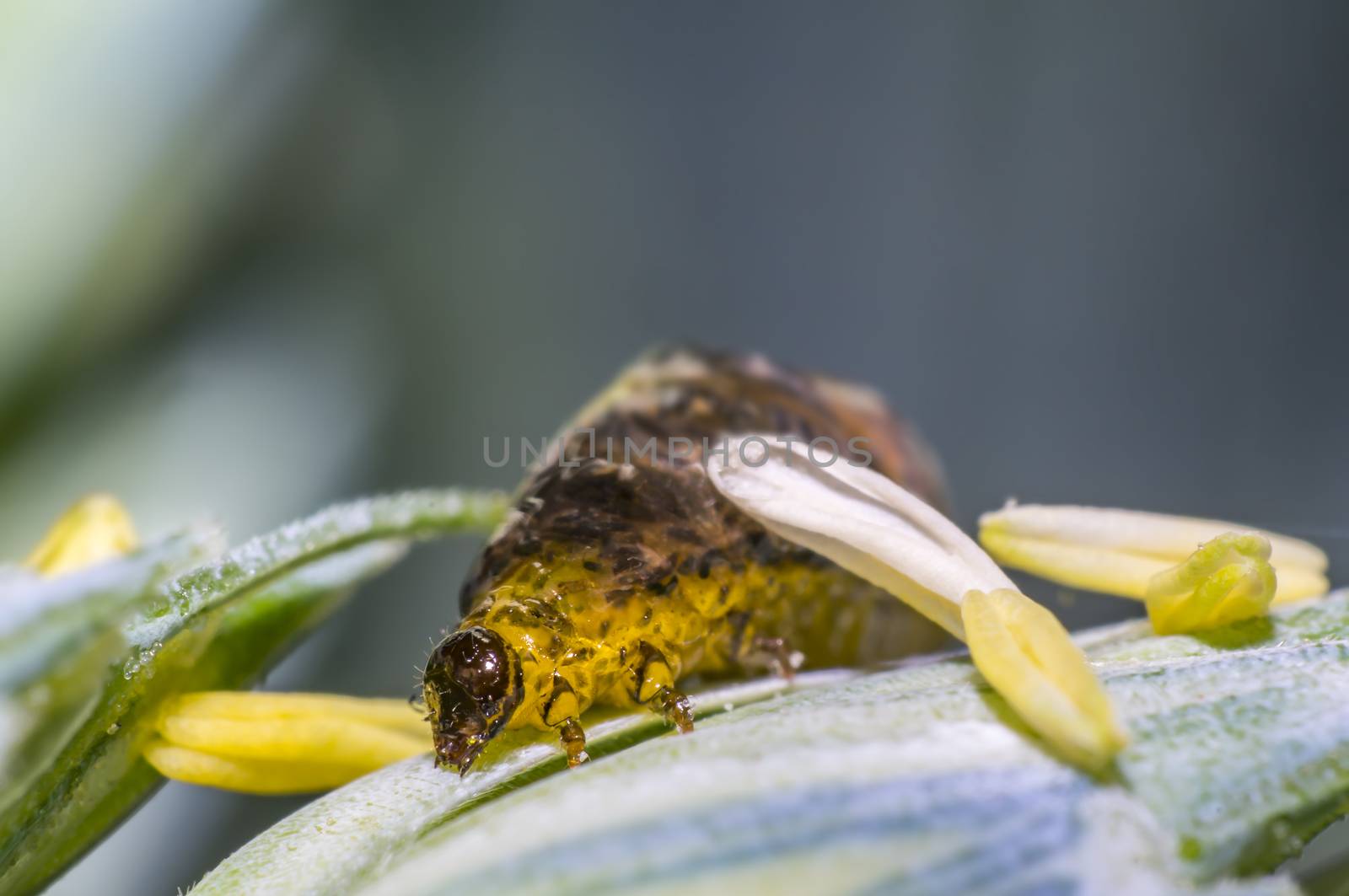 Thick grain pest caterpillar plague on wheat stalk