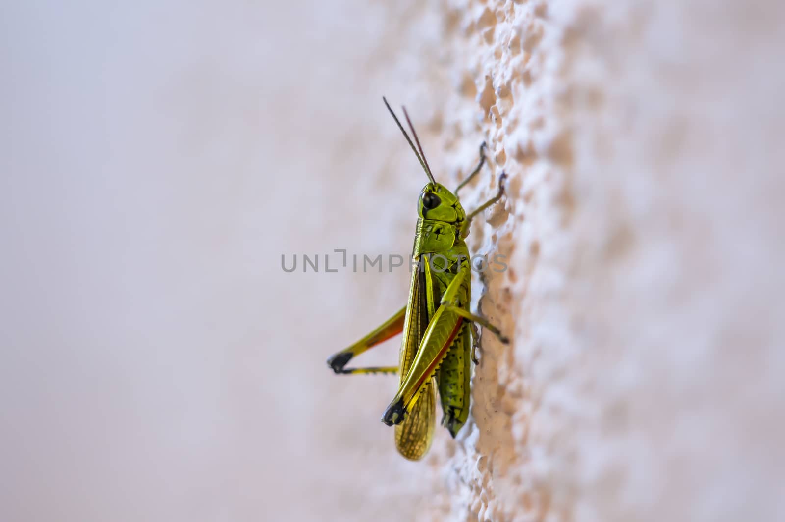 green grashopper at the wall