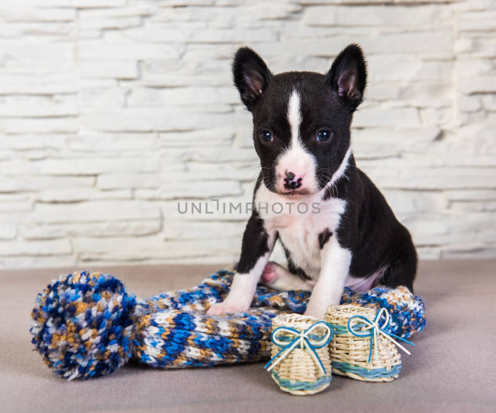 Cute funny black basenji puppy dog is sitting next to blue knitted hat with pompom and boots. Winter Christmas or New Year card background