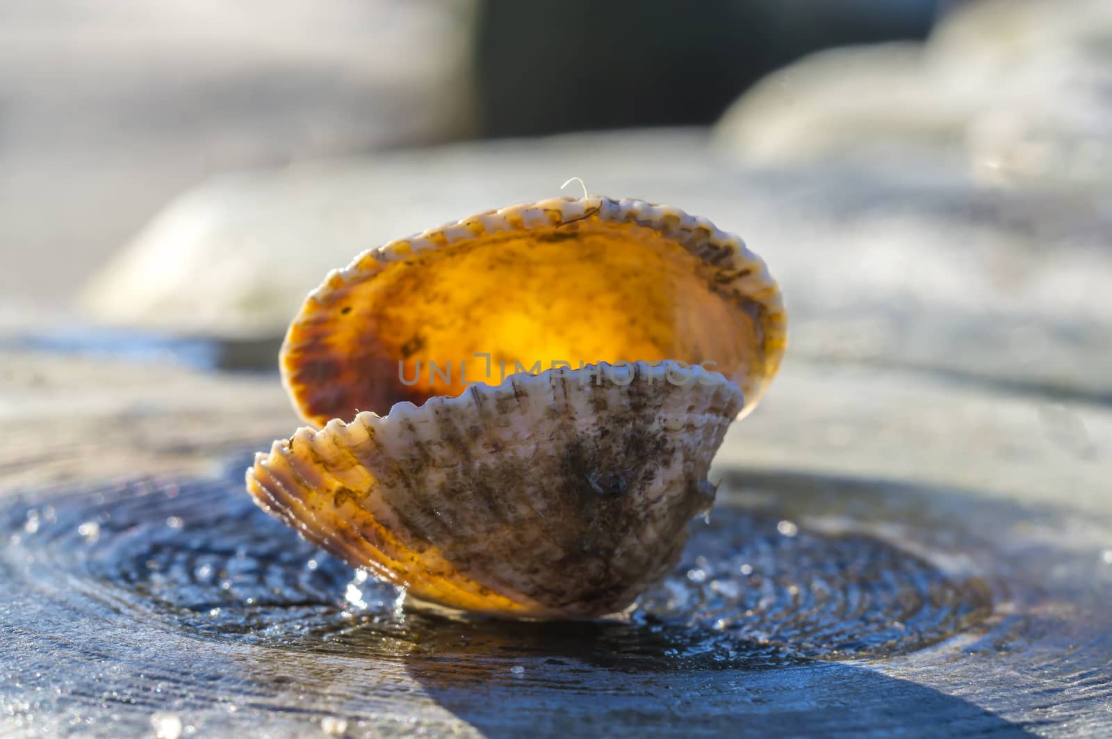 shells on a stage at the baltic beach