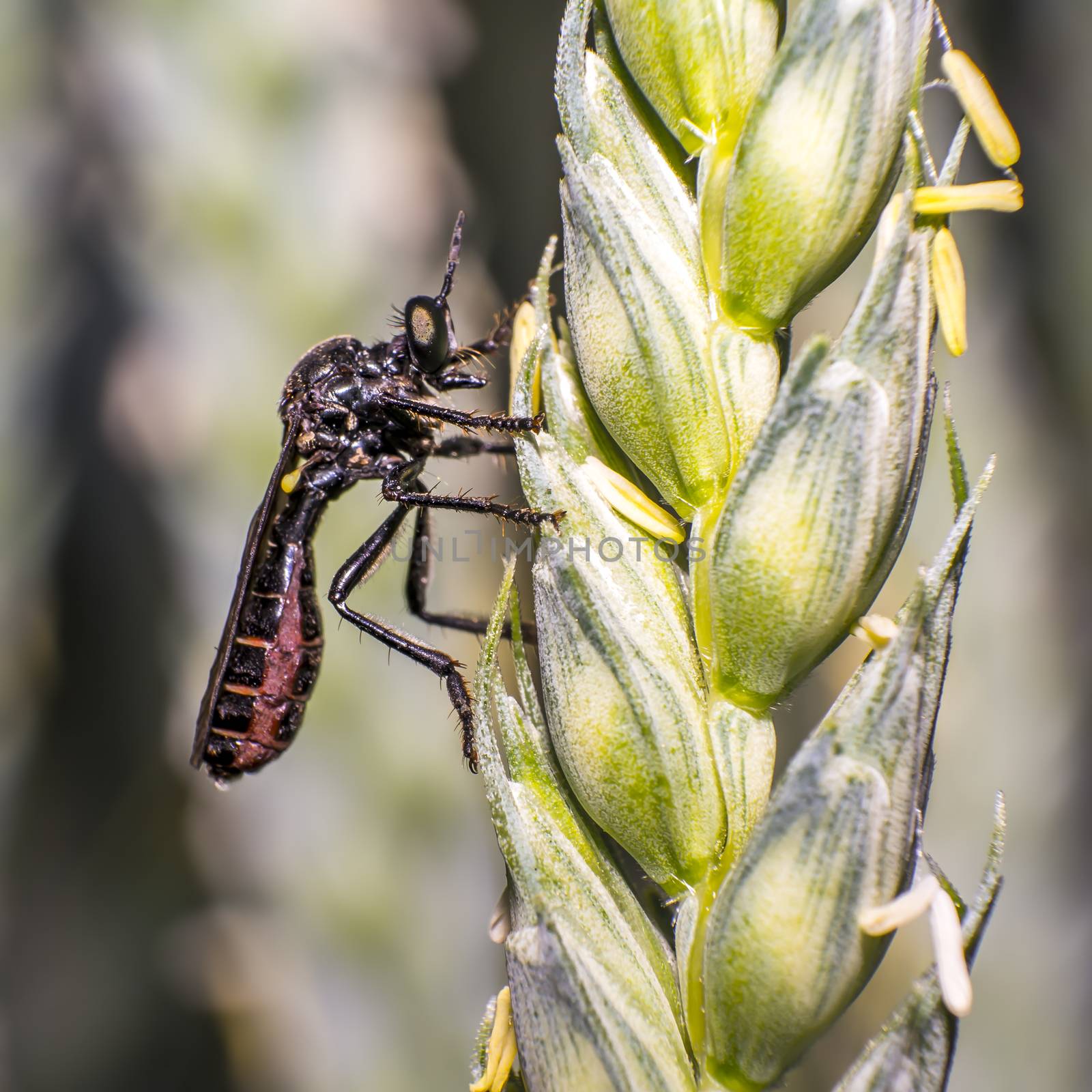 robber fly on blade of grass by mario_plechaty_photography