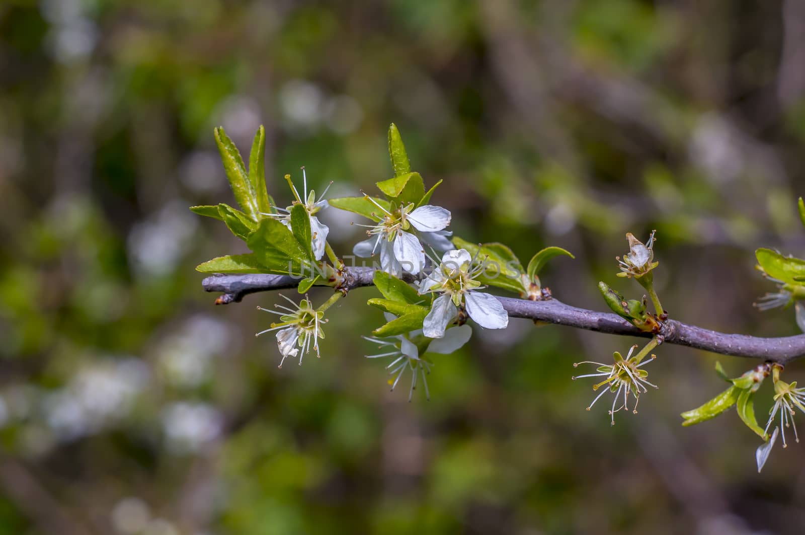 white fresh blossom at plum tree in spring