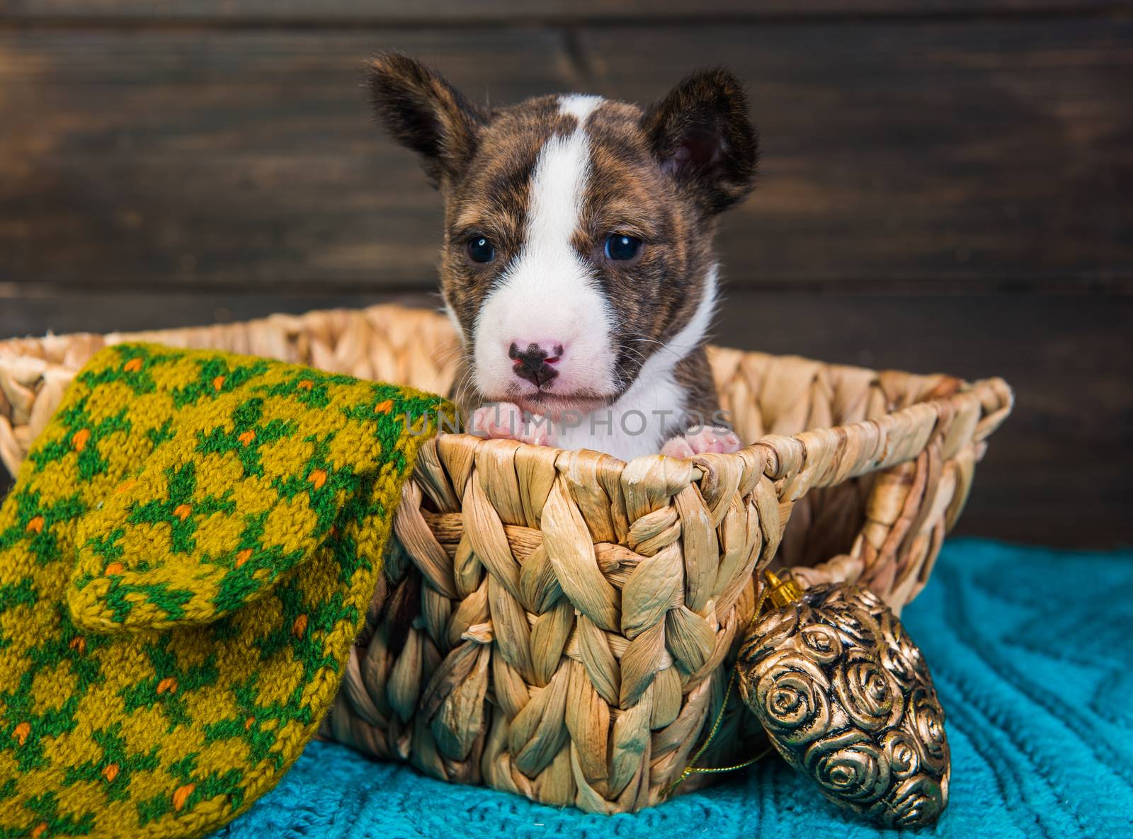 Cute funny brindle basenji puppy dog is sitting in a wooden basket with a Christmas toy in heart shape and a knitted mitt. Winter Christmas or New Year card background