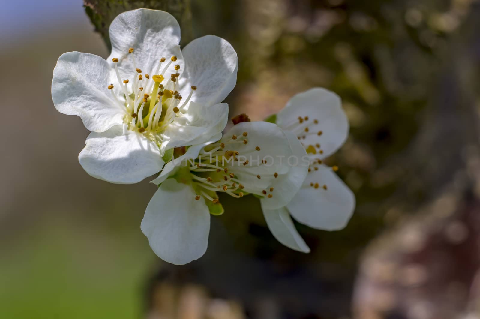 little fresh cherry blossom at spring tree