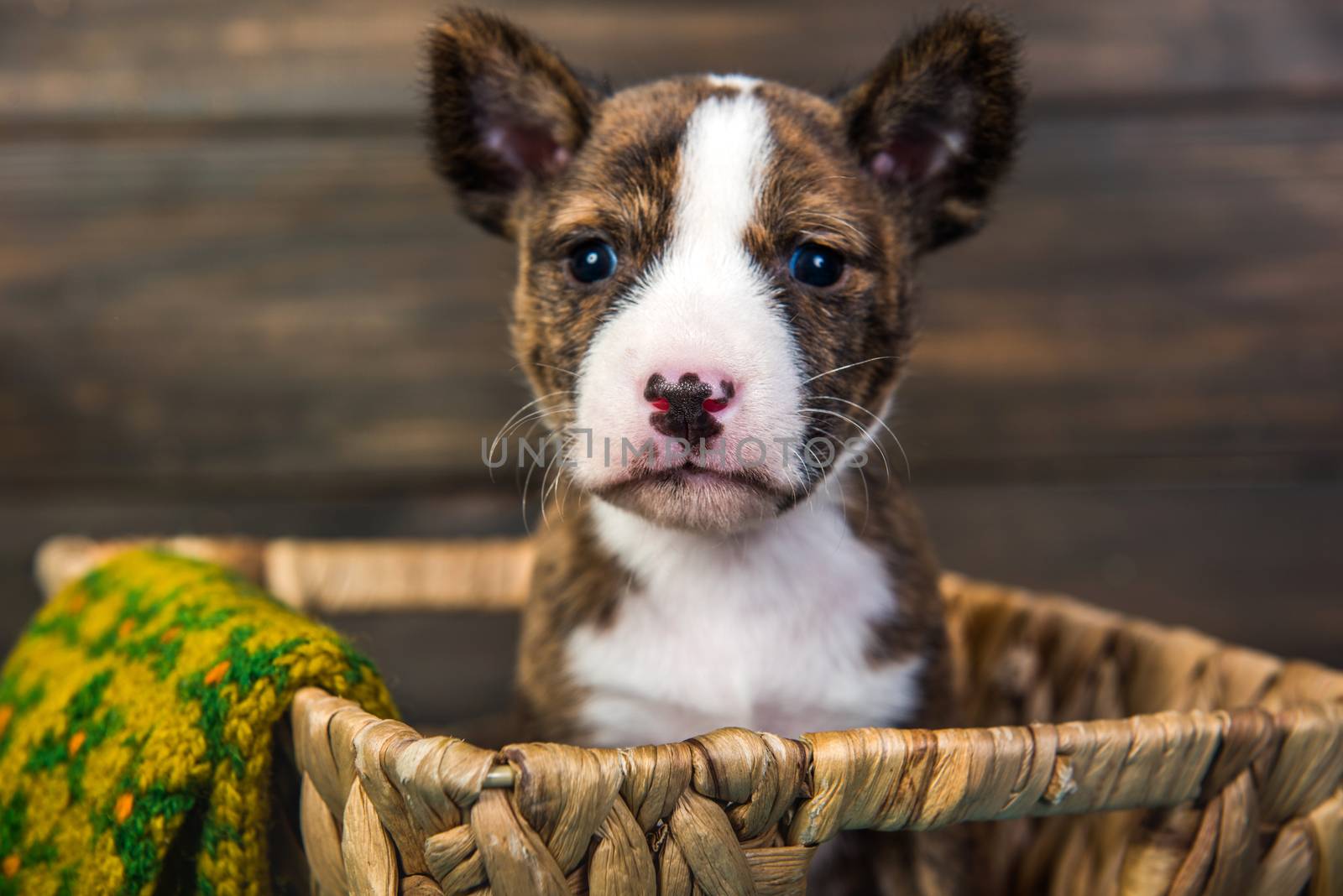 Basenji puppy dog in a basket with knitted mitt by infinityyy