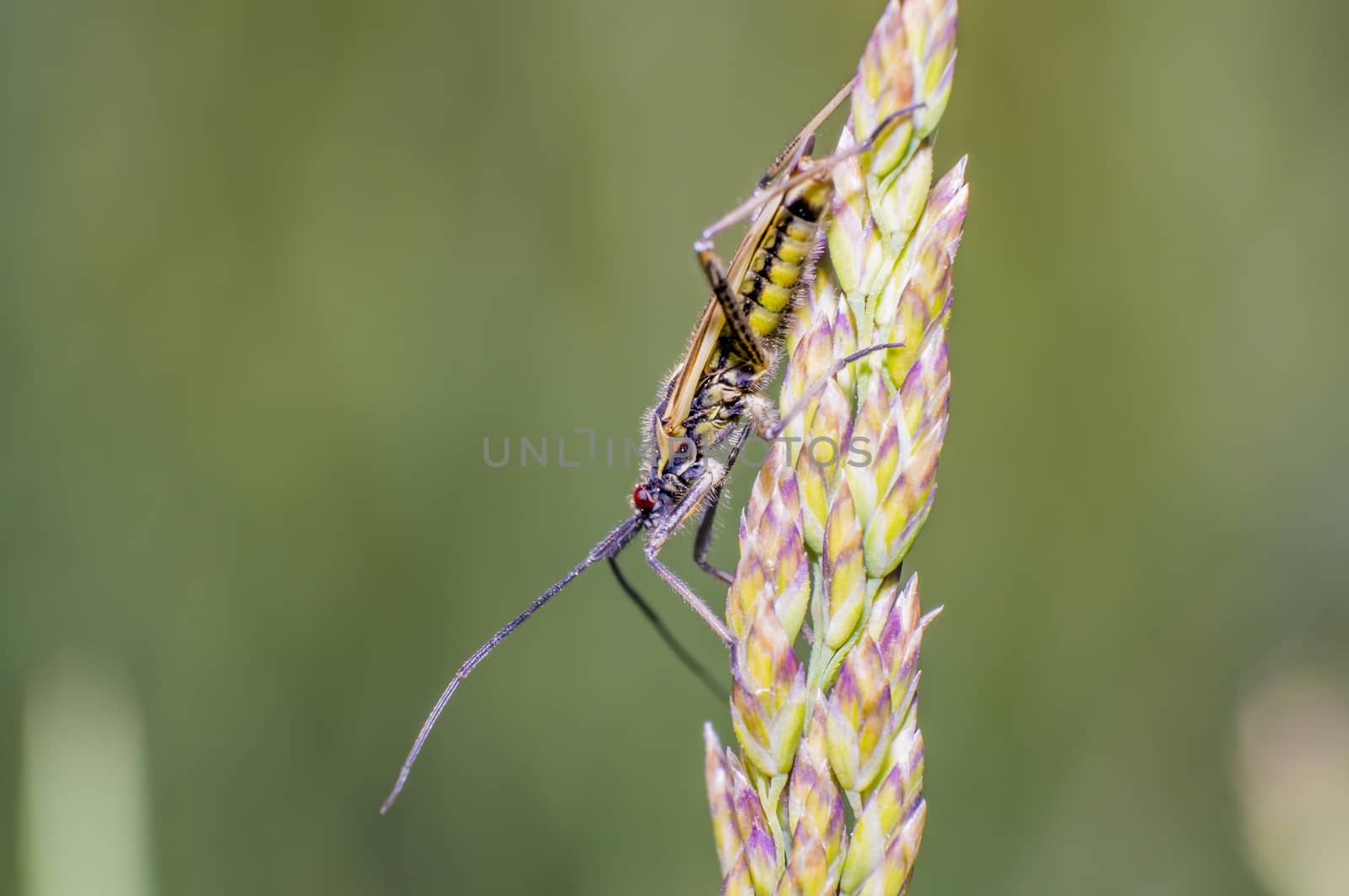 little striped beetle on a blade of grass in the season meadow
