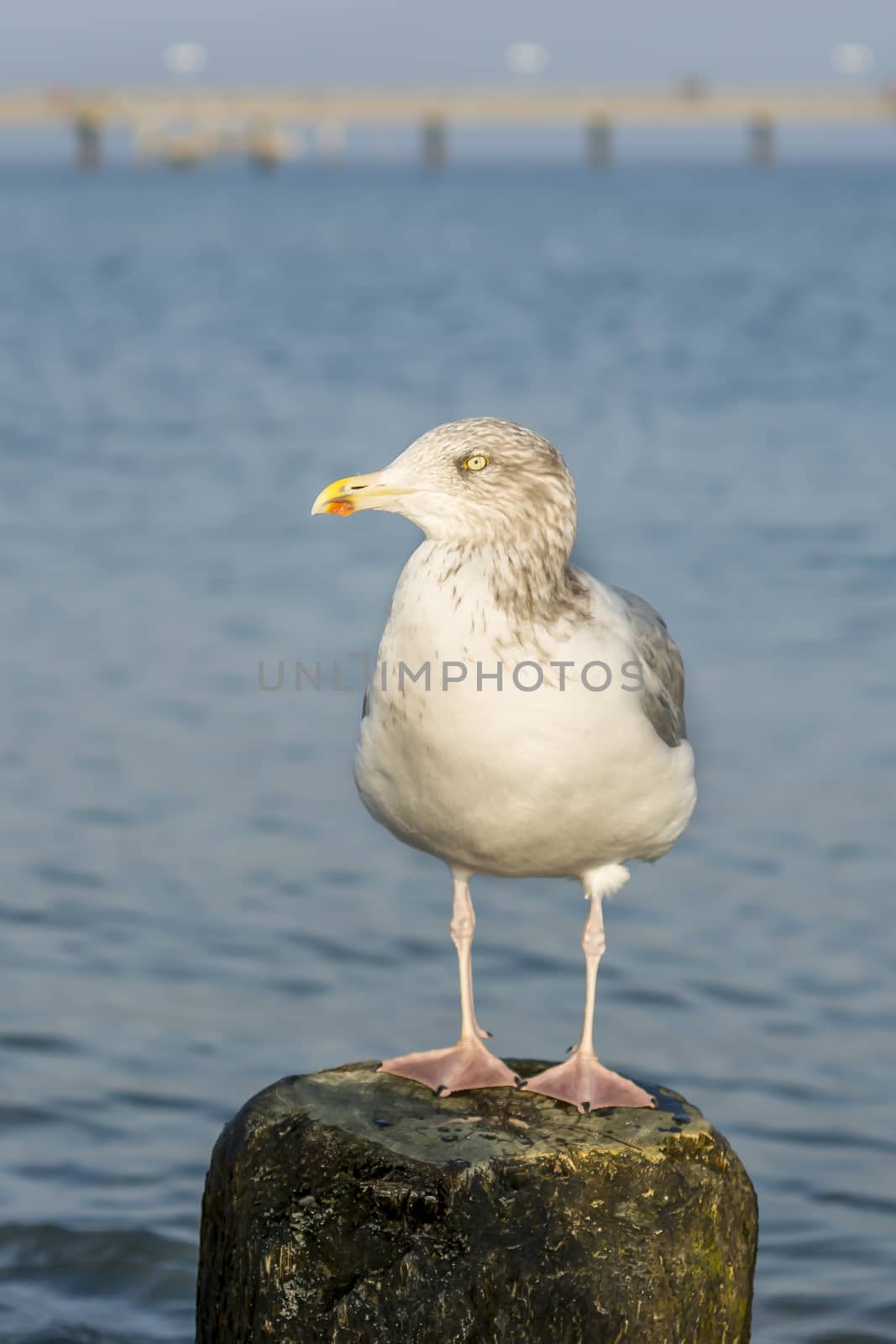 Seagull on a stage at the baltic sea beach