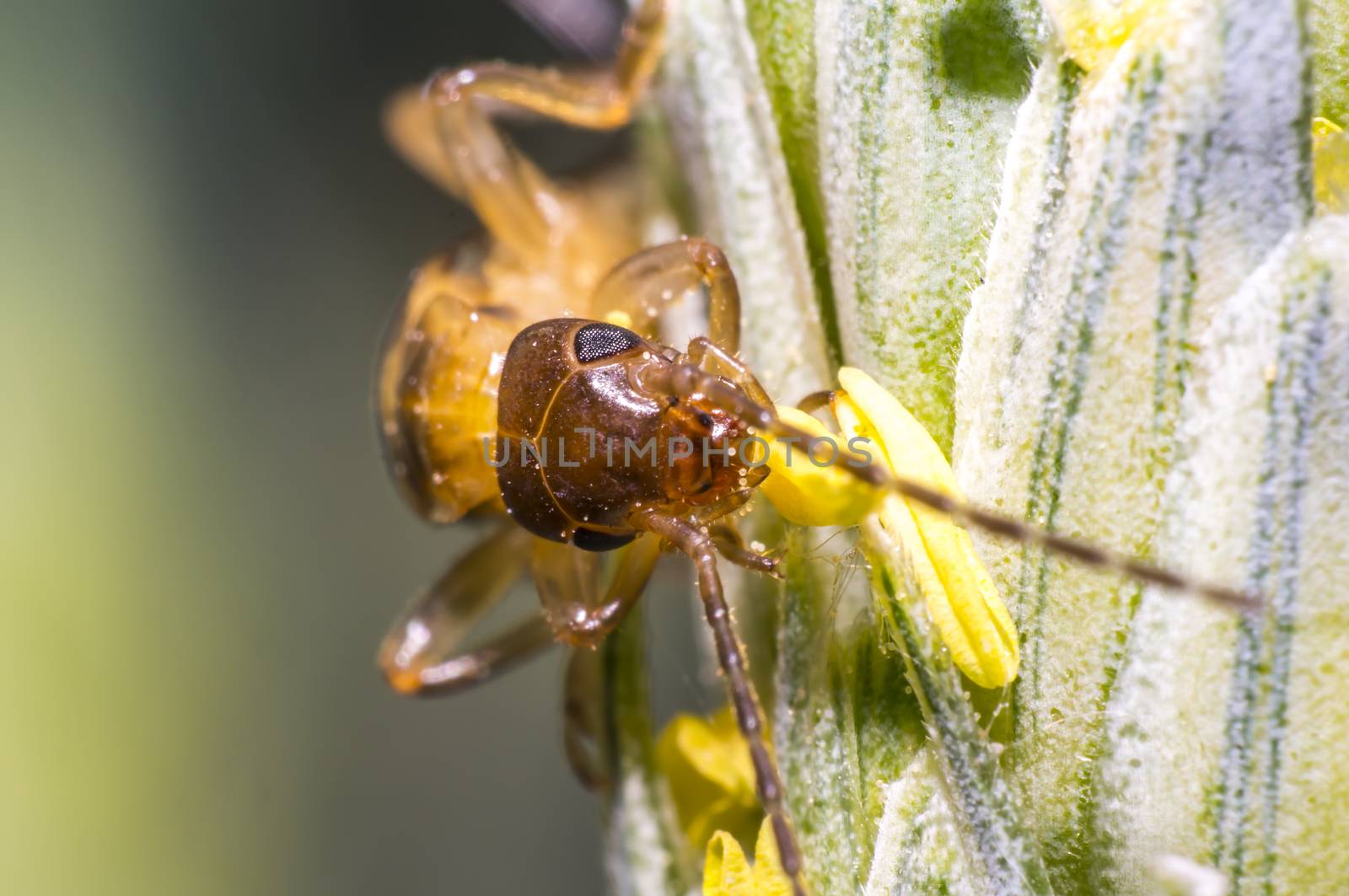 Earwig on a blade of grass in the meadow