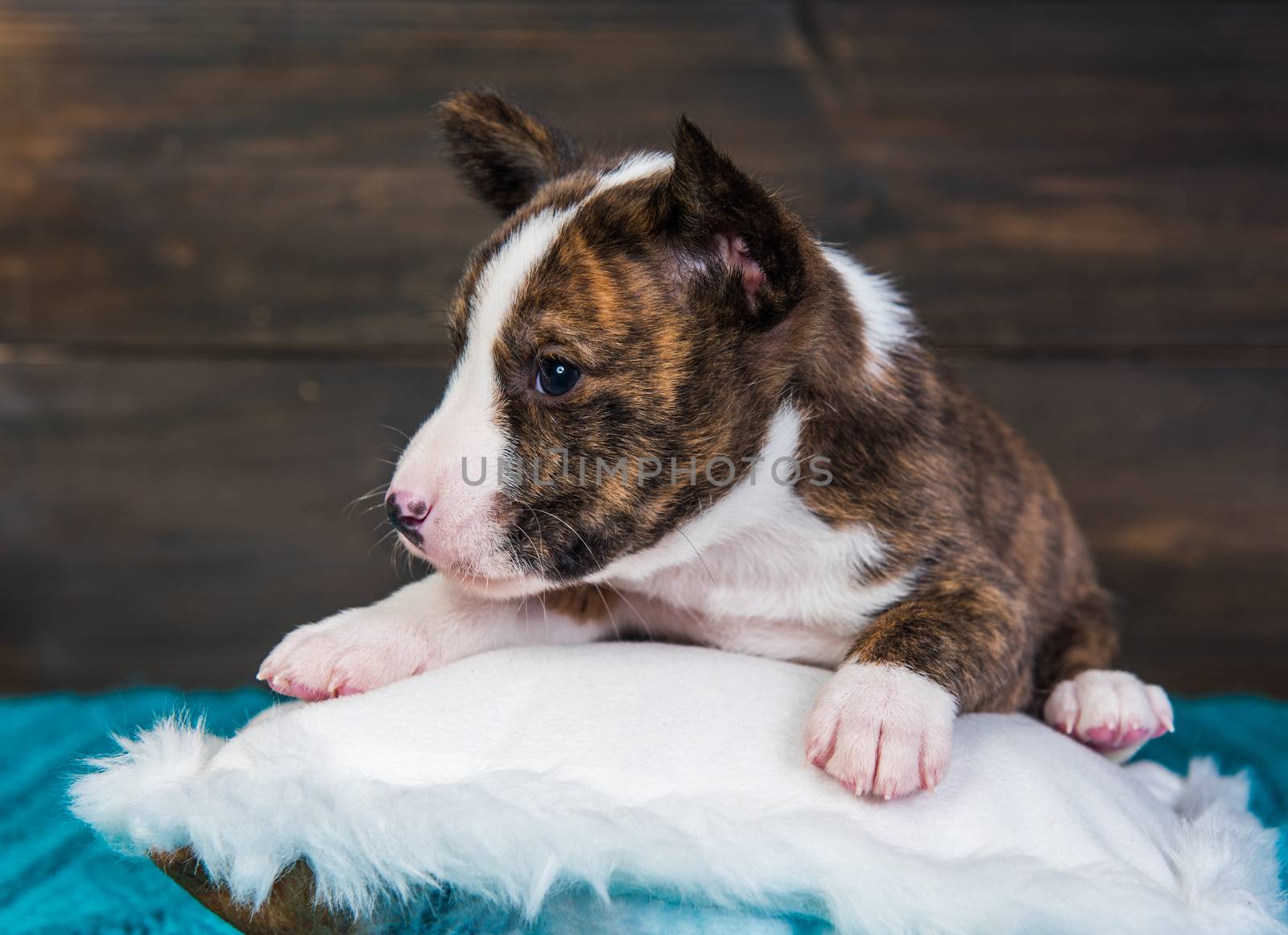 Cute funny brindle basenji puppy dog is sitting on a white fluffy pillow. Winter Christmas or New Year card background