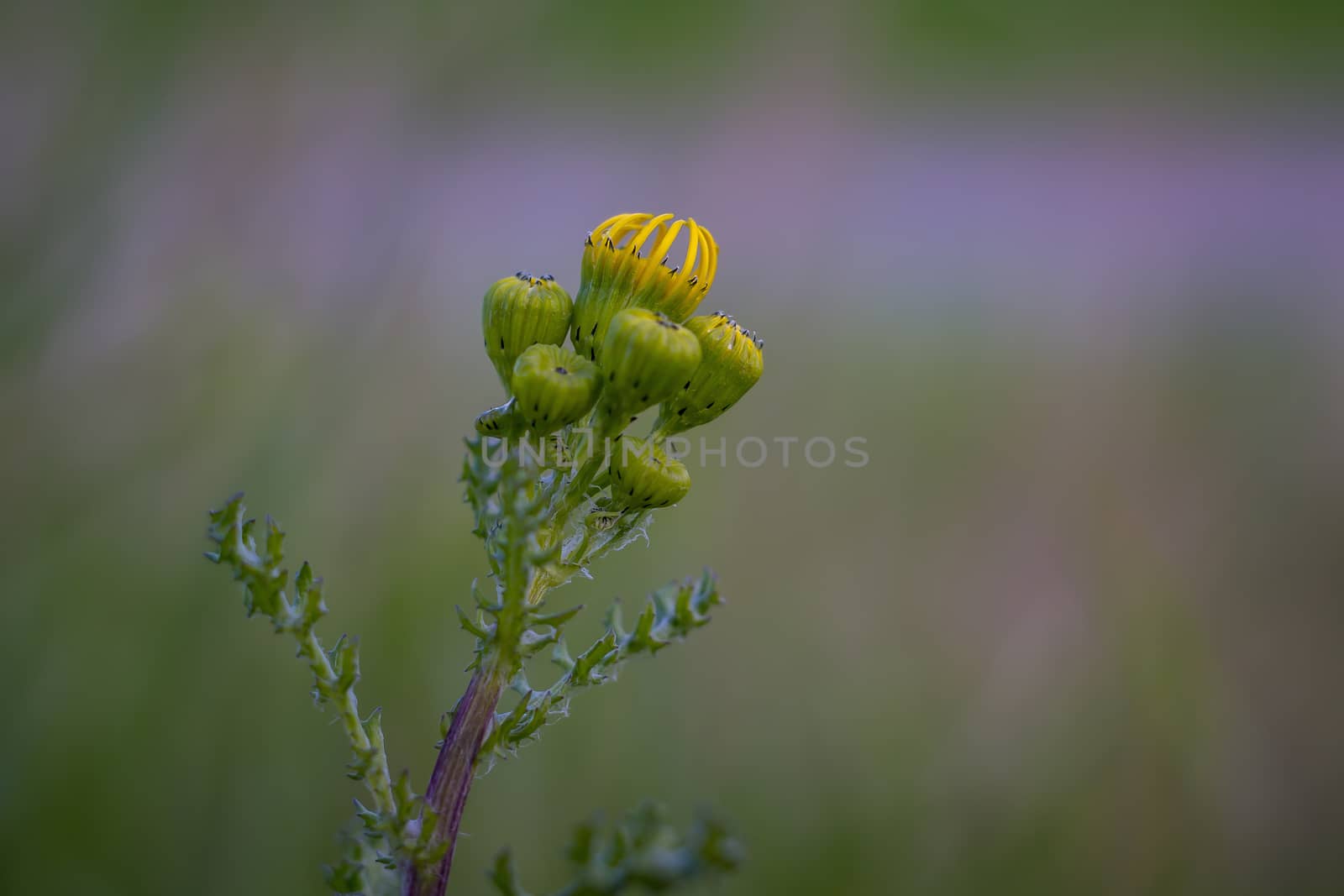 New thistle flowers in spring