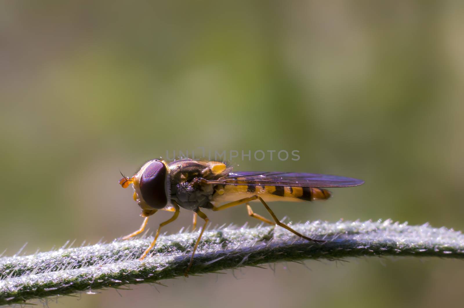 Hoverfly at colorfull Blossom in spring meadow
