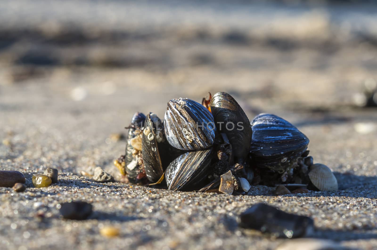 shells on a stage at the baltic beach