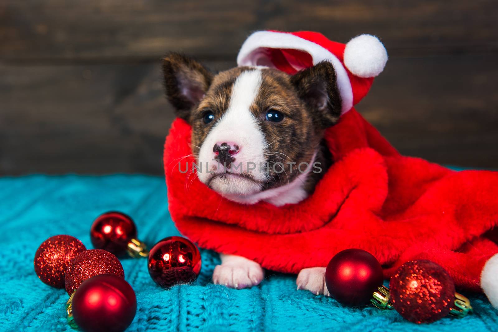 Funny Basenji puppy dog in santa hat is sitting with red christmas balls. Winter Christmas or New Year card background