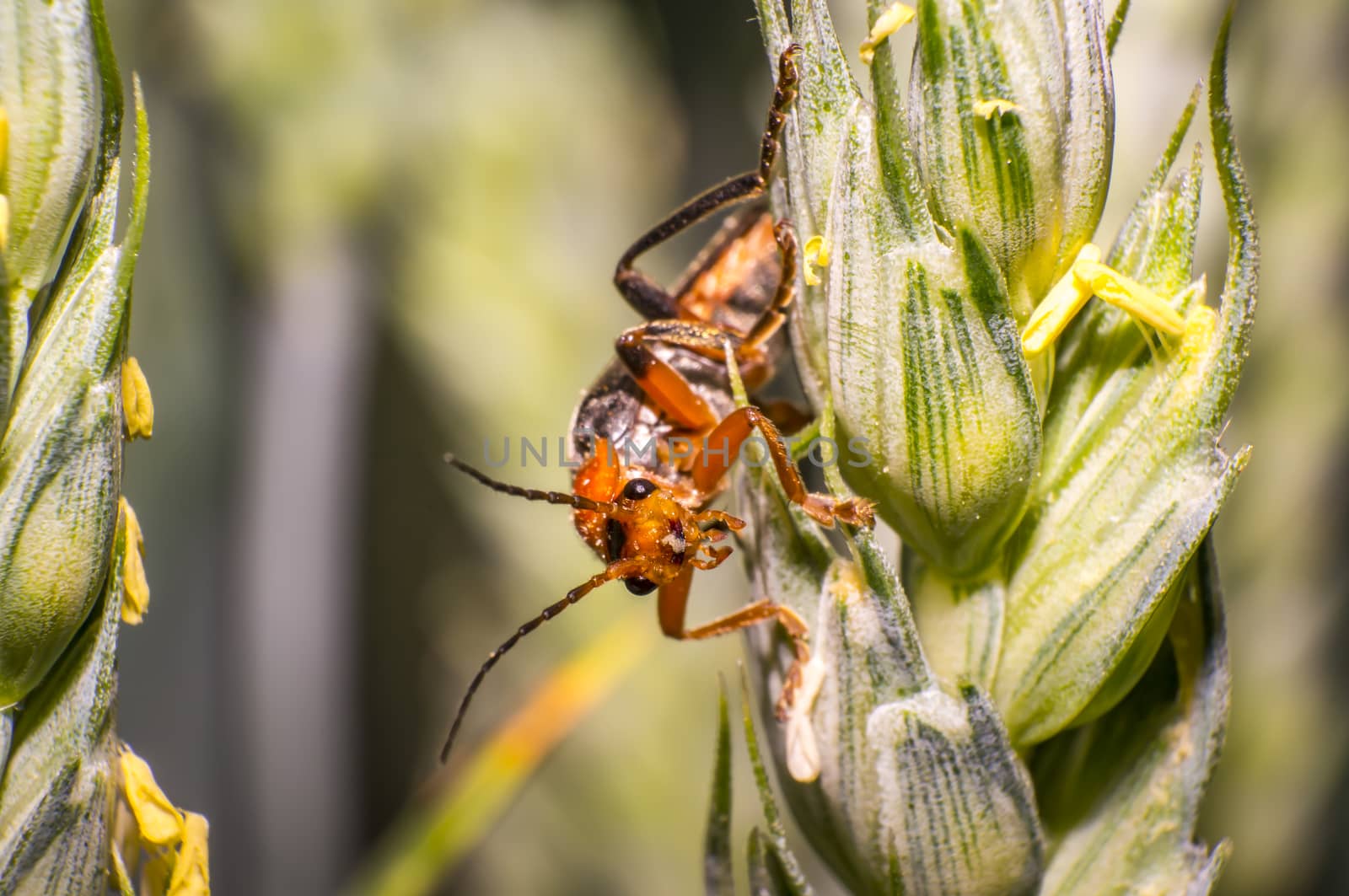 red soft beetle on blade of grass in the meadow