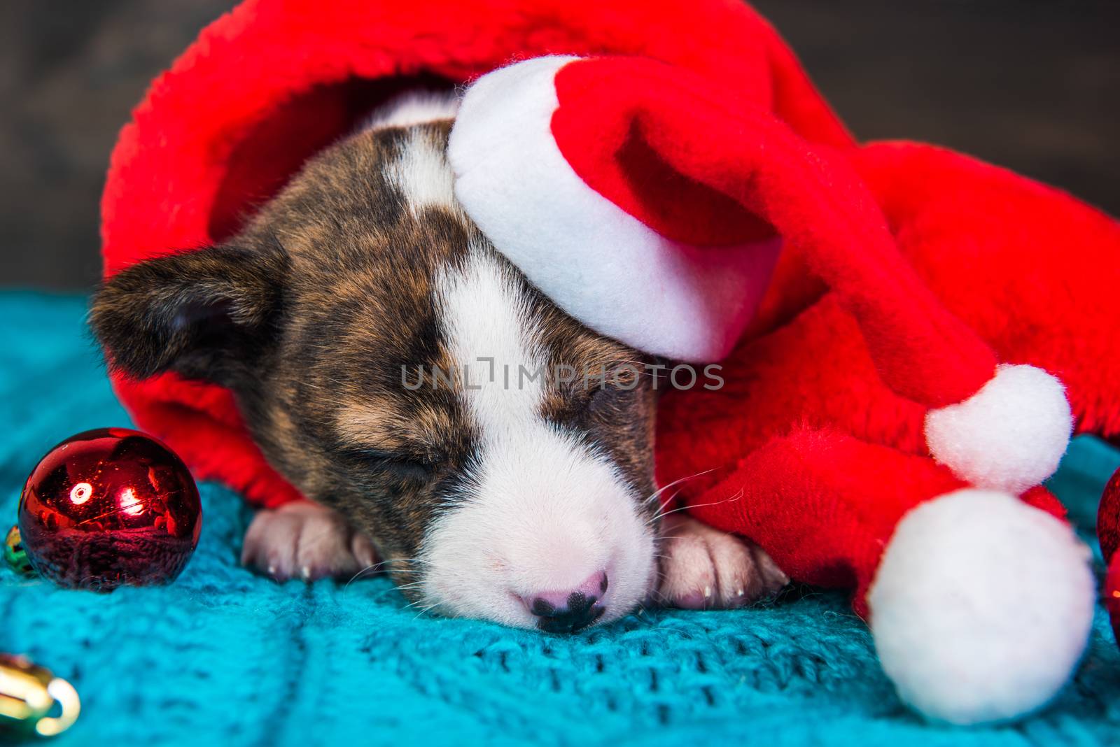 Funny Basenji puppy dog in santa hat and red balls by infinityyy