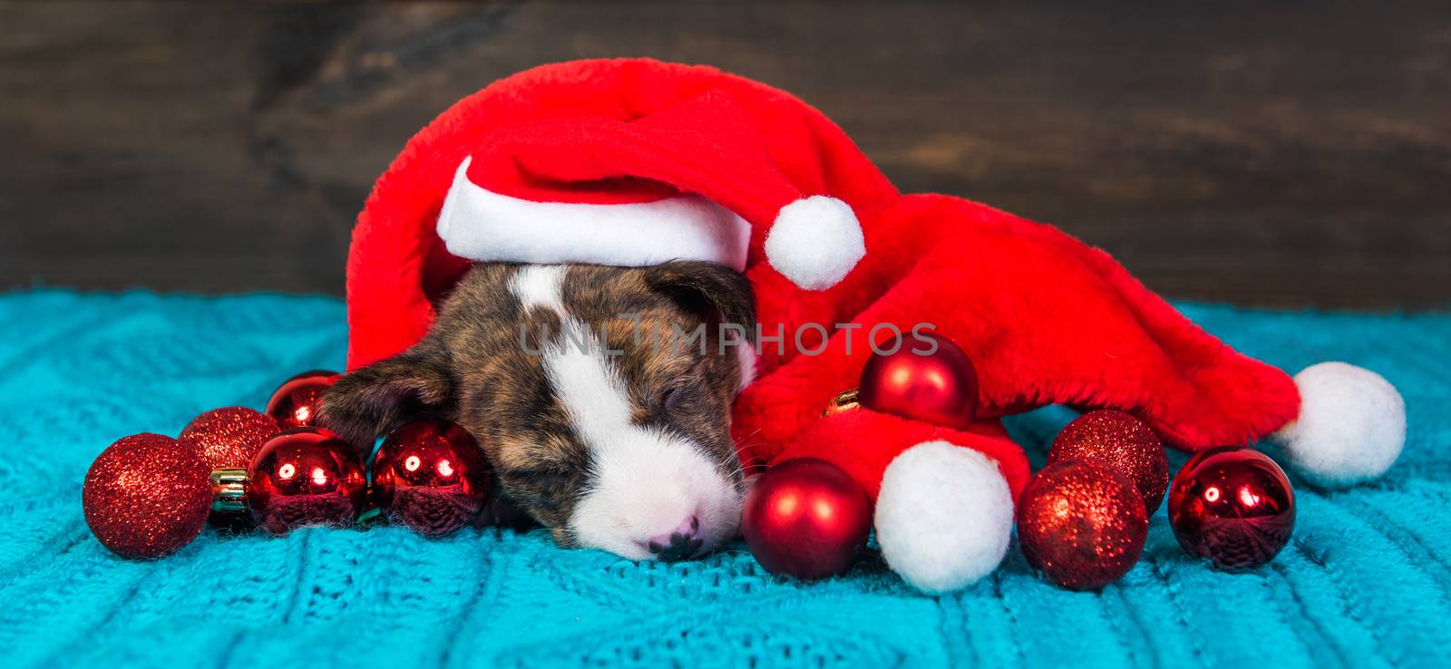 Funny Basenji puppy dog in santa hat is sitting with red christmas balls. Winter Christmas or New Year card background