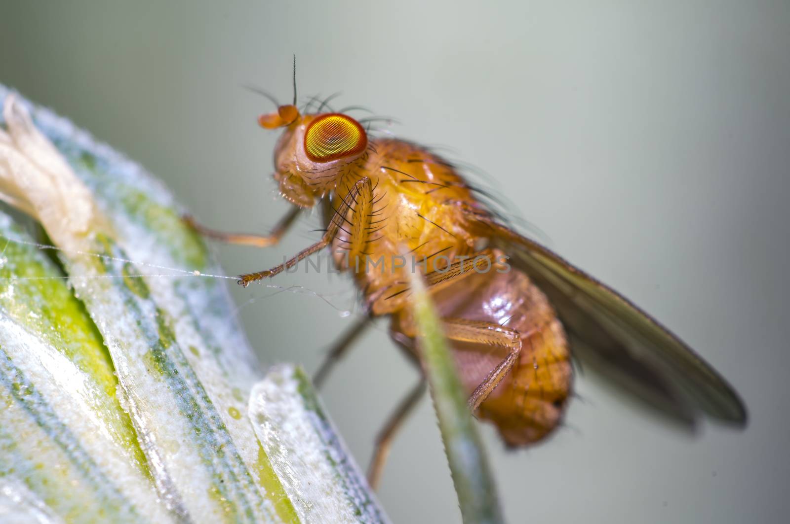 fruit fly on a blade of grass in the meadow