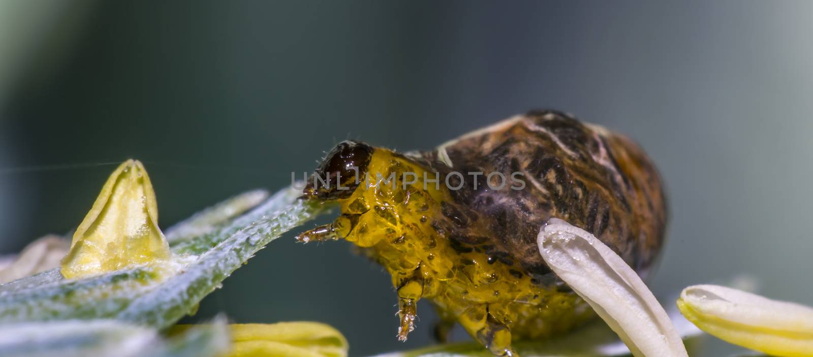 Thick grain pest caterpillar plague on wheat stalk by mario_plechaty_photography