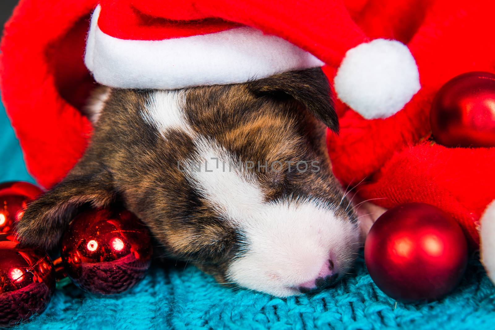 Funny Basenji puppy dog in santa hat is sitting with red christmas balls. Winter Christmas or New Year card background