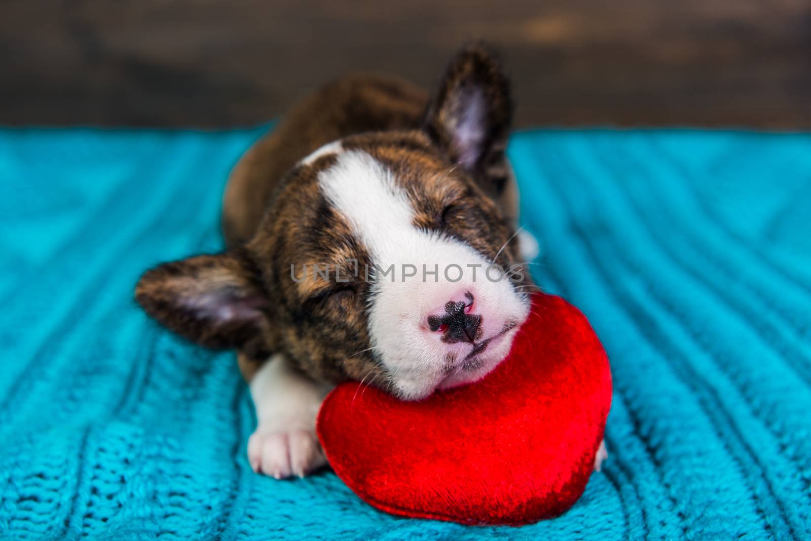 Red Basenji puppy dog is sleeping with red heart by infinityyy