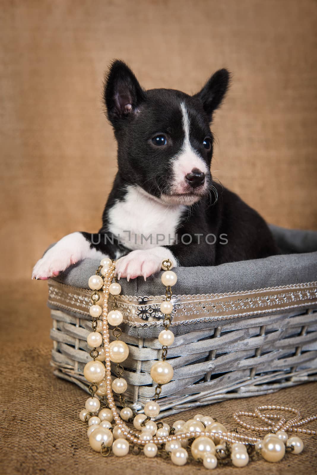 Basenji puppy is sitting in a wooden basket by infinityyy
